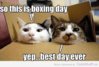 boxing day.jpg